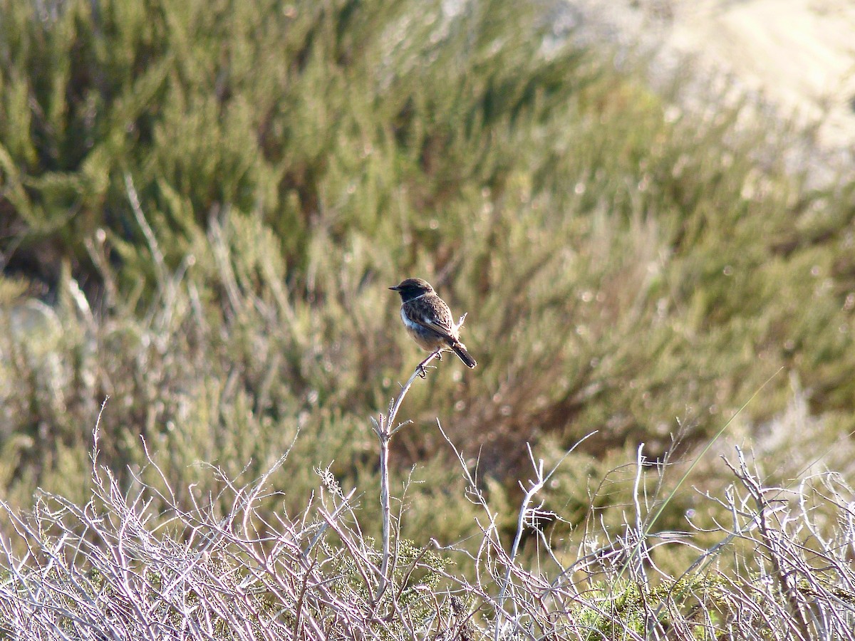 European Stonechat - ML125761851