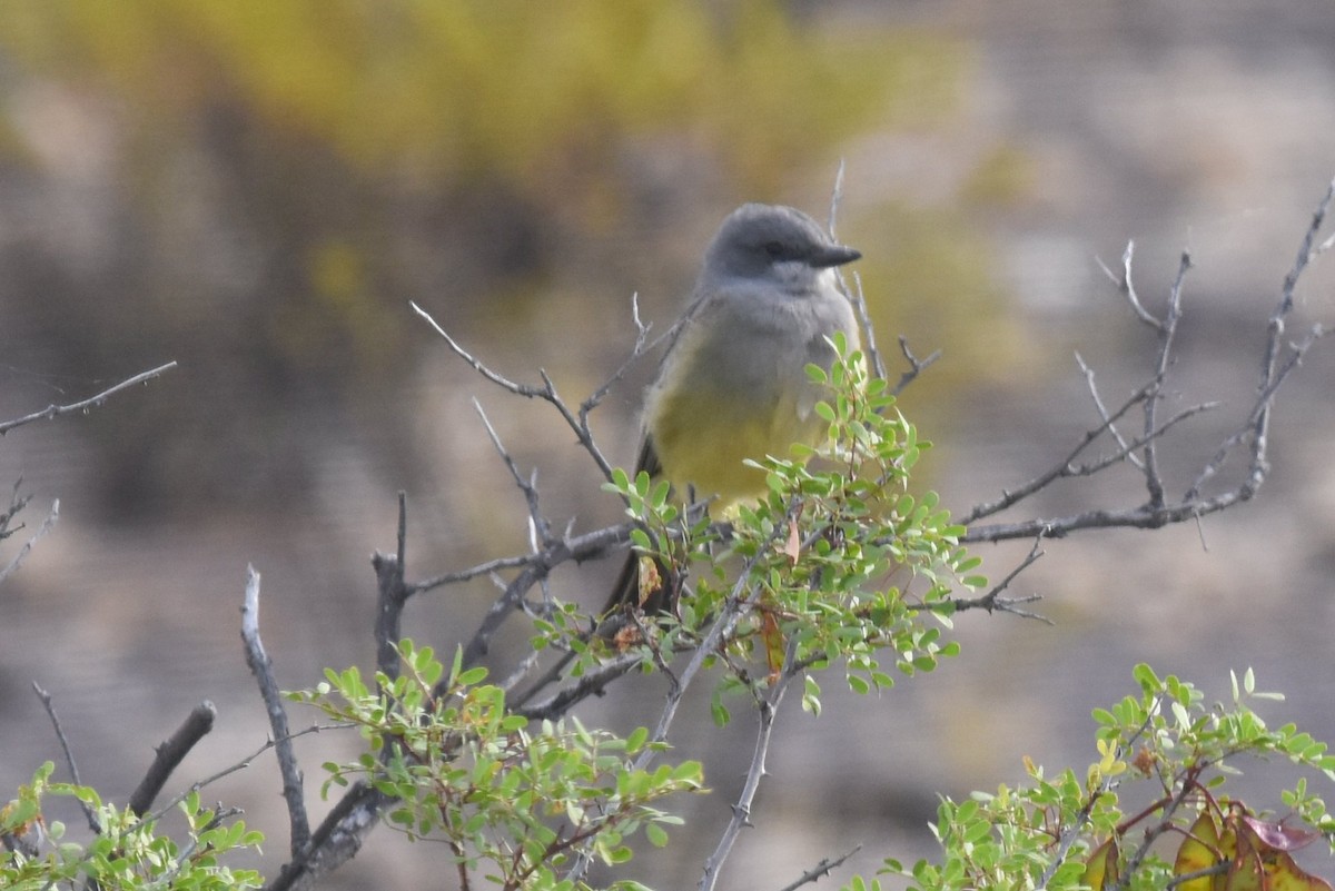 Cassin's Kingbird - ML125761881