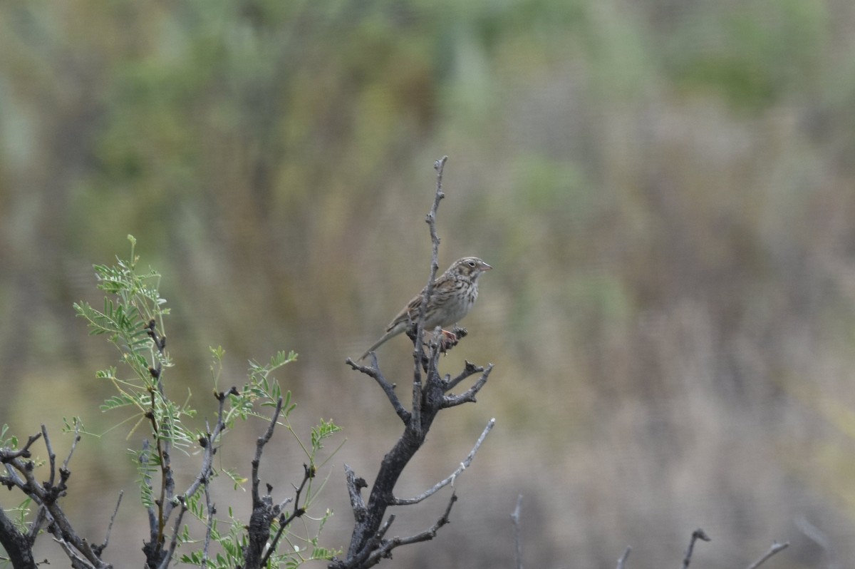 Vesper Sparrow - ML125761951