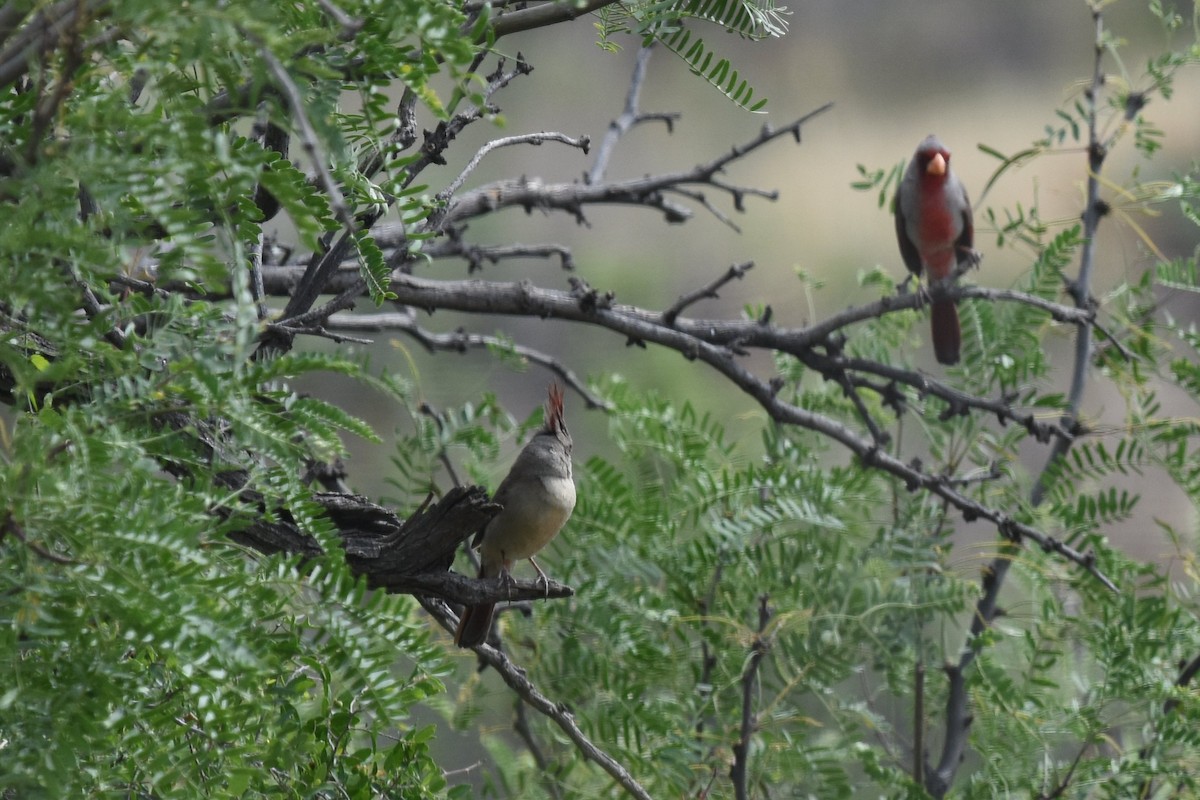 Pyrrhuloxia - ML125762011