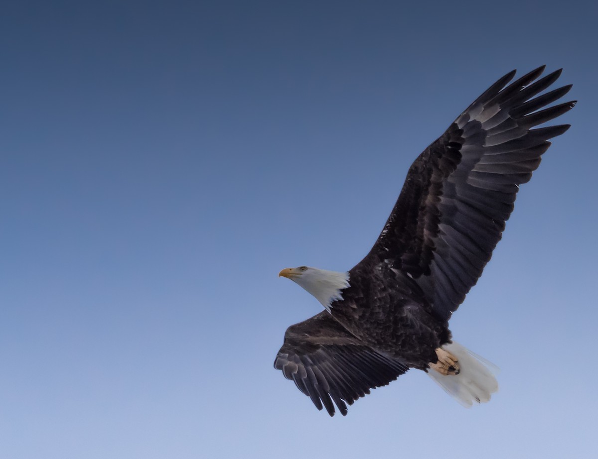 Weißkopf-Seeadler - ML125762061