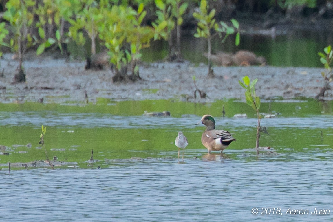 American Wigeon - ML125762211