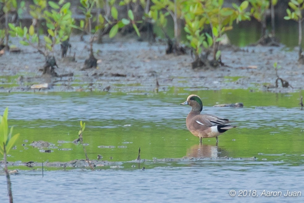 American Wigeon - ML125762241