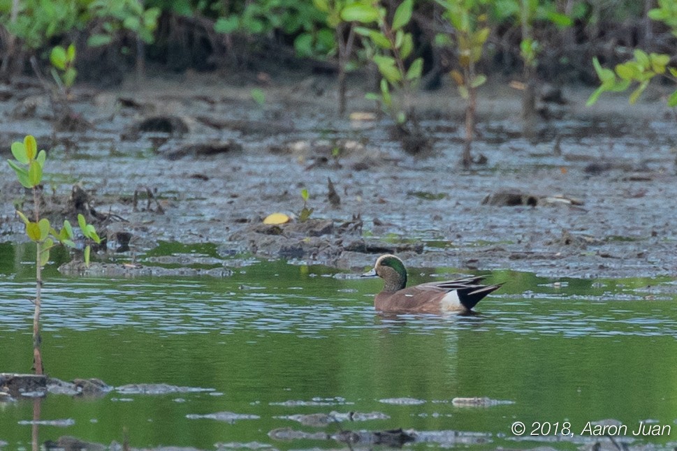 American Wigeon - ML125762281