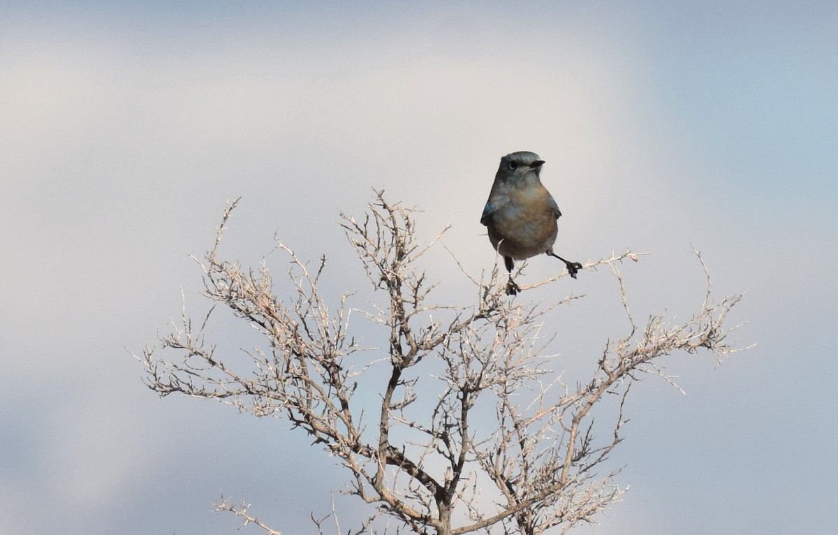 Mountain Bluebird - Ryan O'Donnell