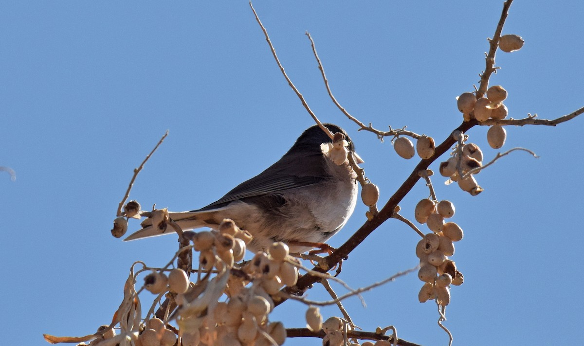 Junco Ojioscuro (grupo oreganus) - ML125763561