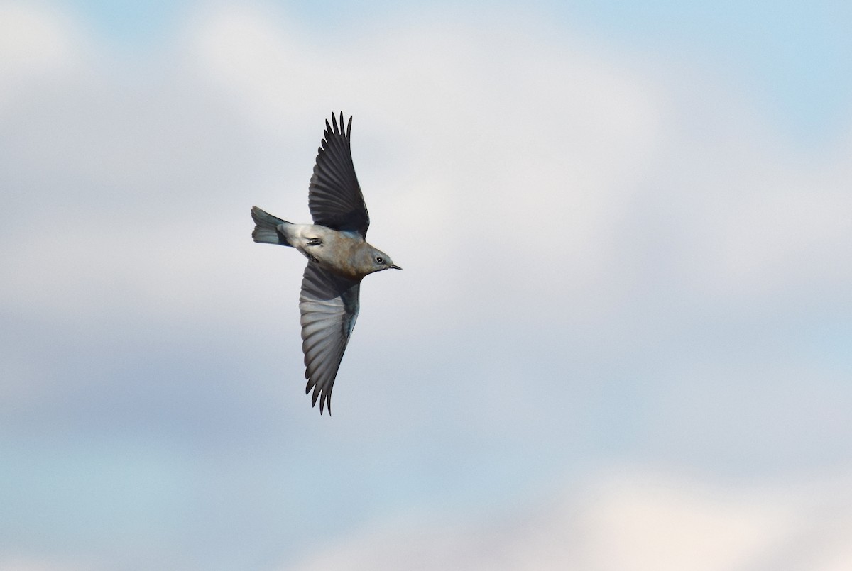 Mountain Bluebird - ML125763591