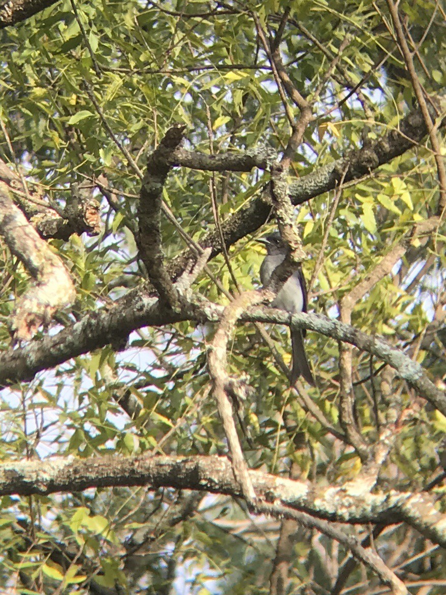 White-bellied Drongo - Ramit Singal