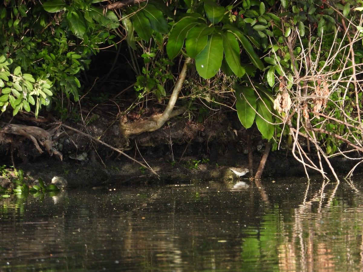 Least Sandpiper - ML125763951