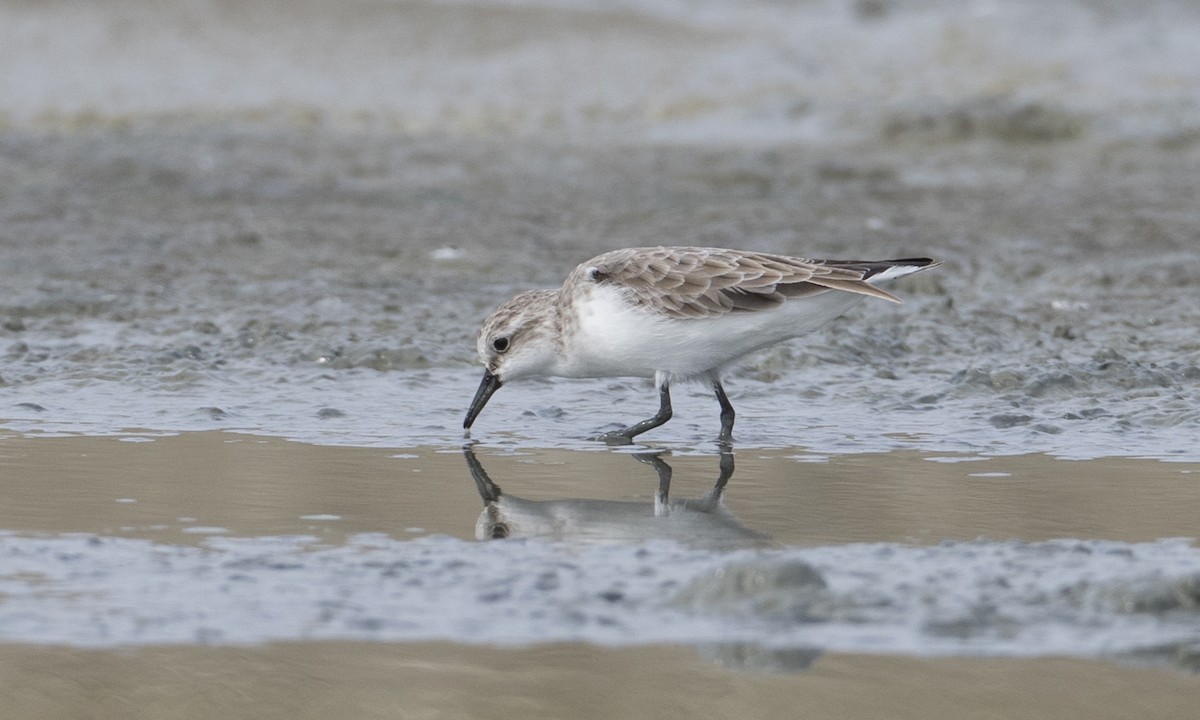 Red-necked Stint - ML125764531