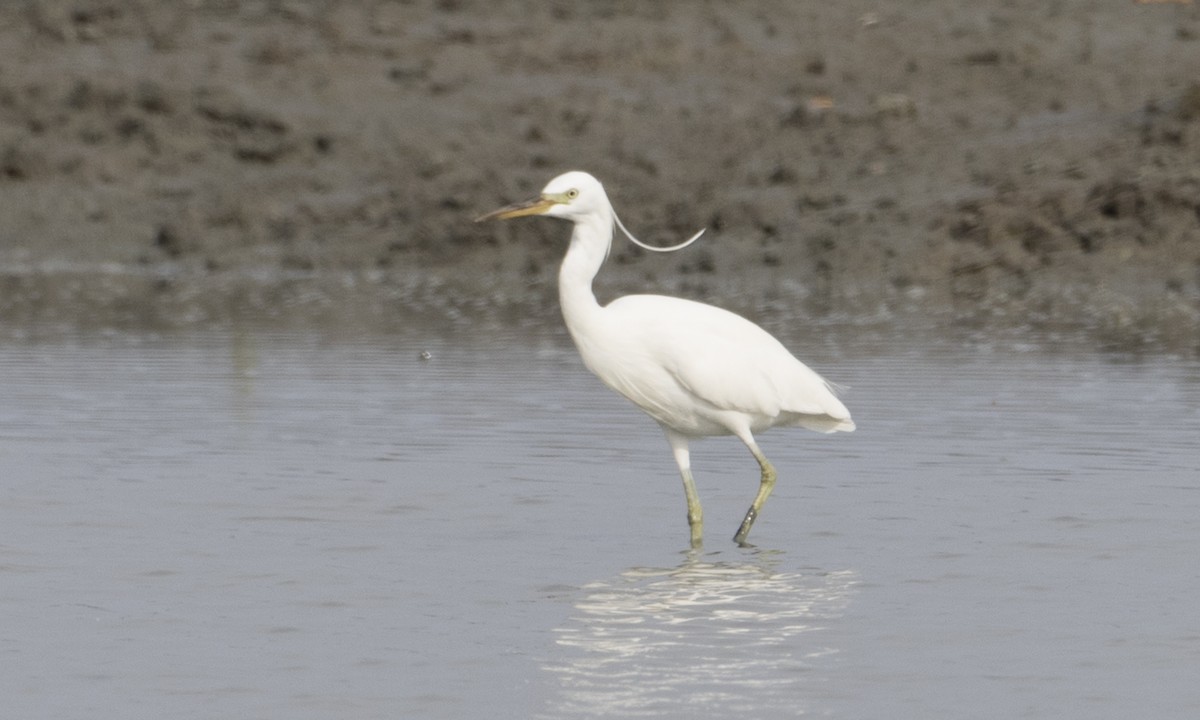 Aigrette de Chine - ML125764551