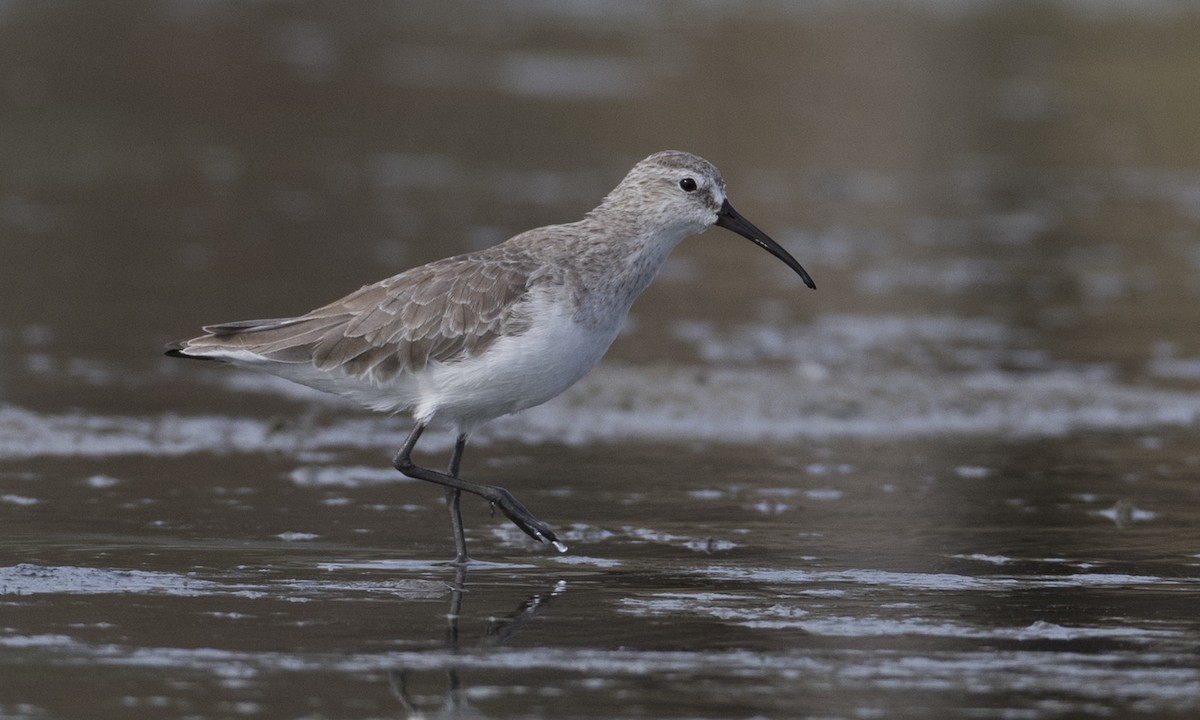 Curlew Sandpiper - ML125764571