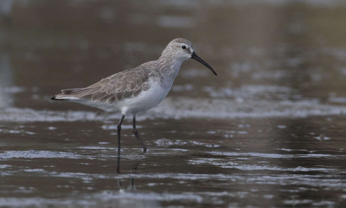 Curlew Sandpiper - Brian Sullivan