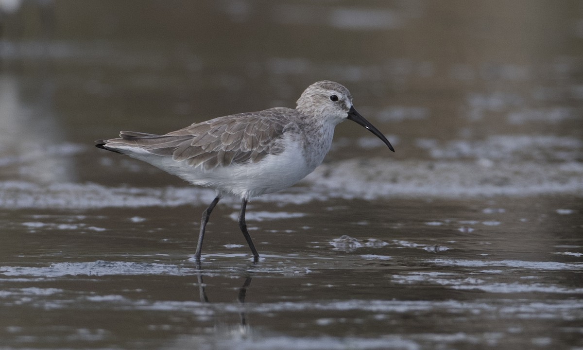 Curlew Sandpiper - ML125764591