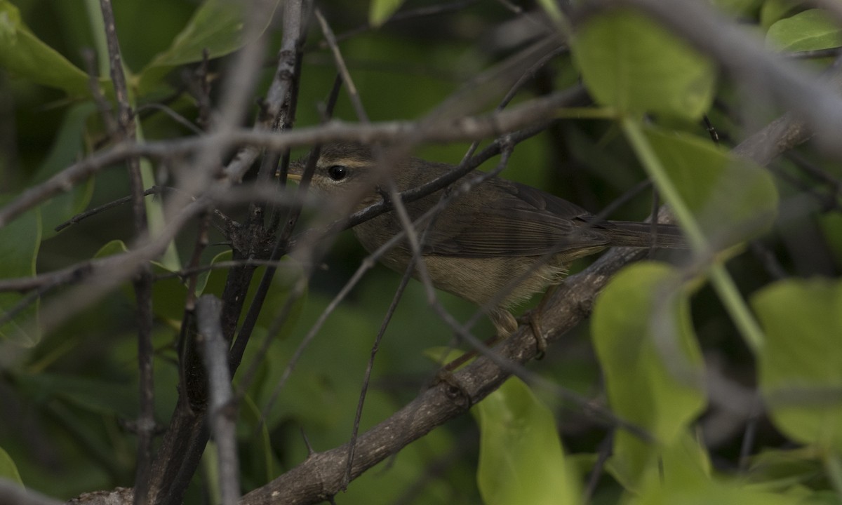 Mosquitero Sombrío - ML125764601