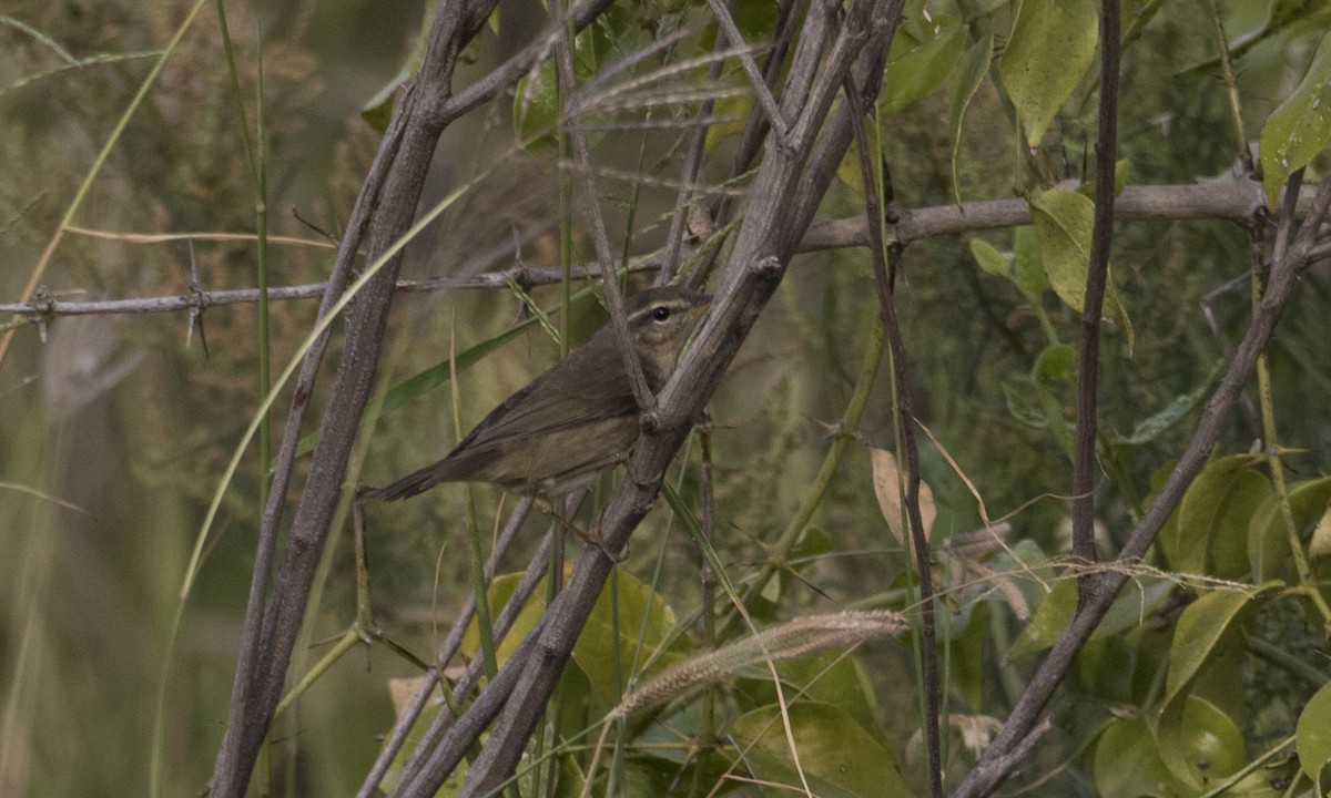 Mosquitero Sombrío - ML125764611