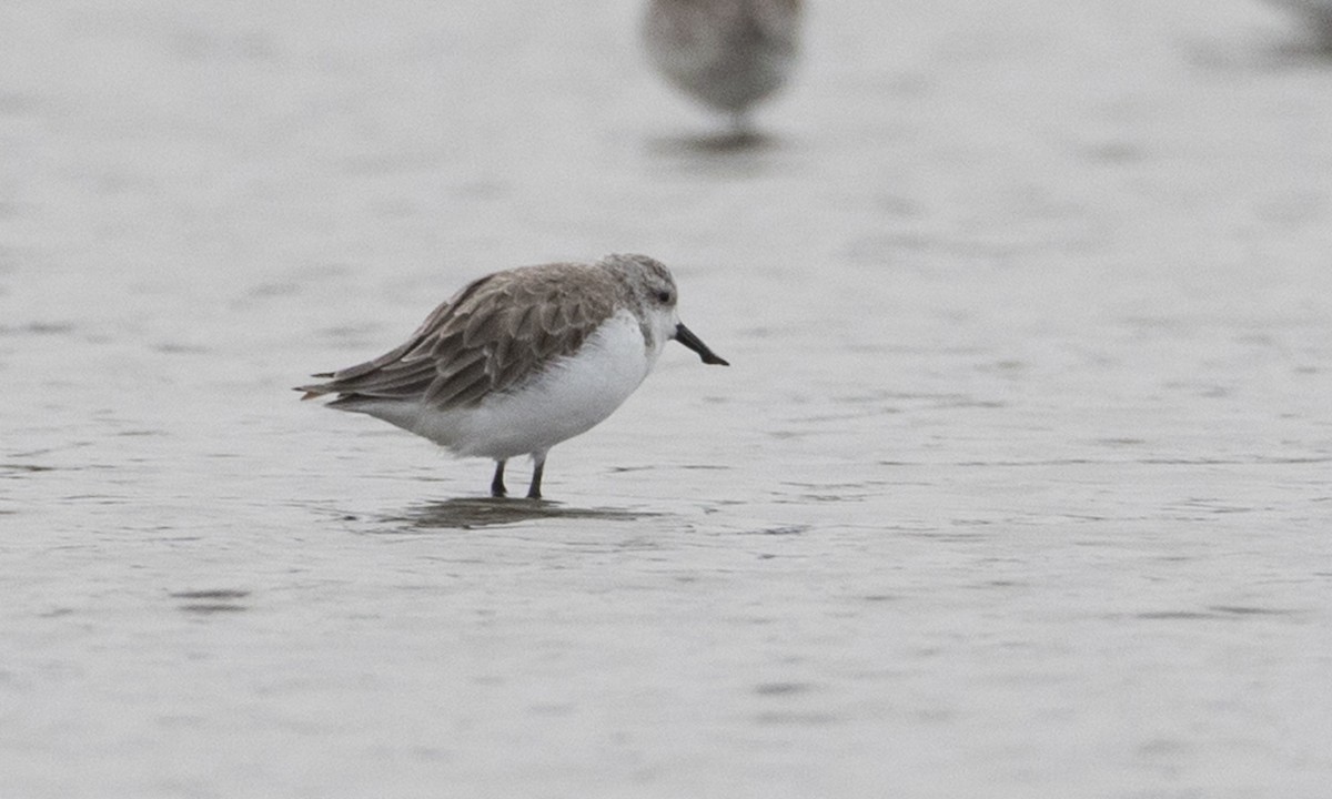 Spoon-billed Sandpiper - ML125764631