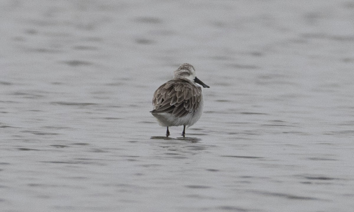 Spoon-billed Sandpiper - ML125764641