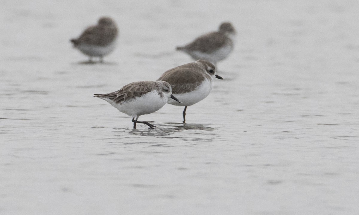 Spoon-billed Sandpiper - ML125764651