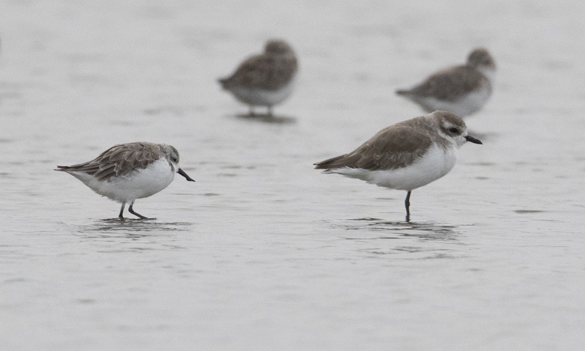 Spoon-billed Sandpiper - ML125764661