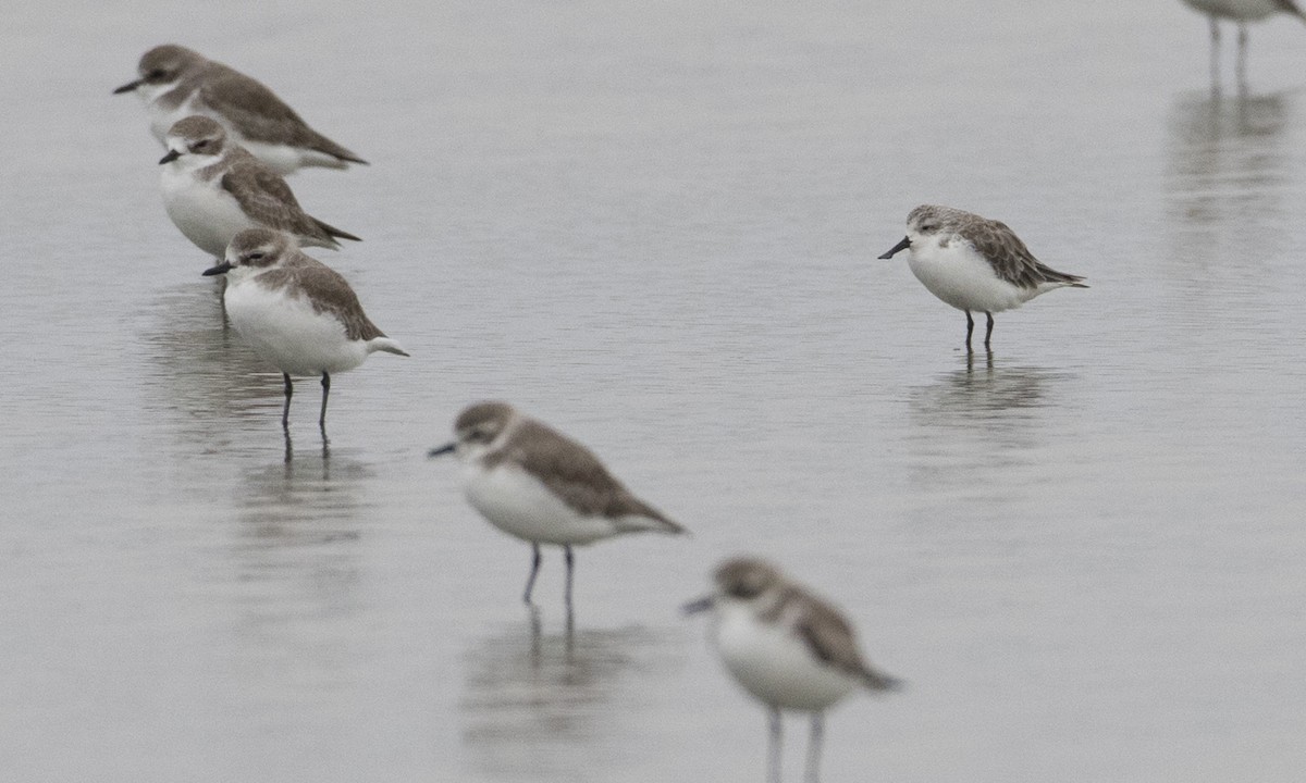 Spoon-billed Sandpiper - ML125764671