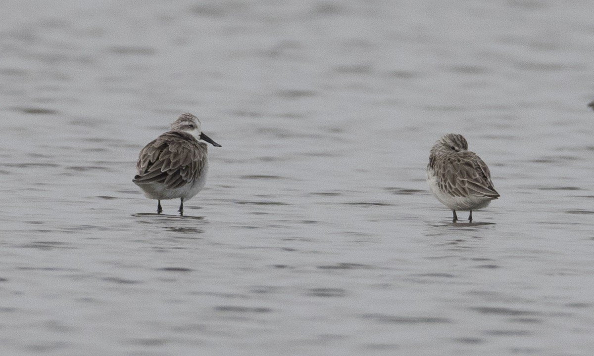 Spoon-billed Sandpiper - ML125764691