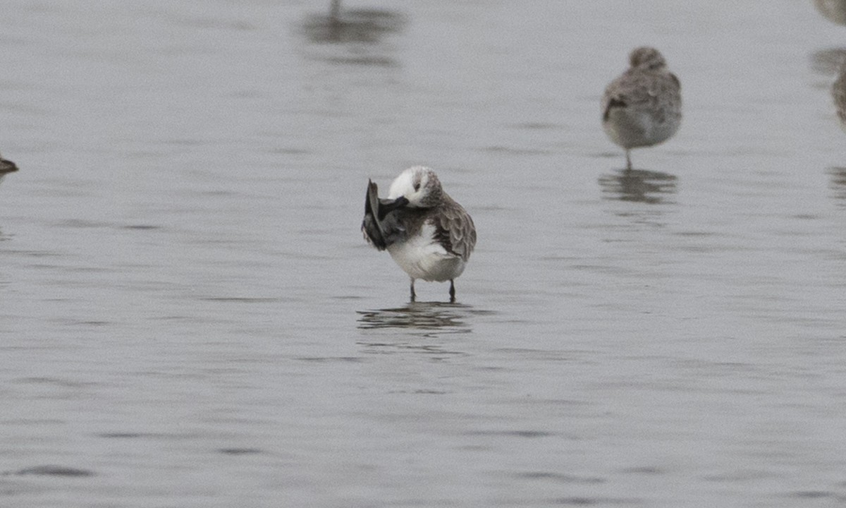 Spoon-billed Sandpiper - Brian Sullivan