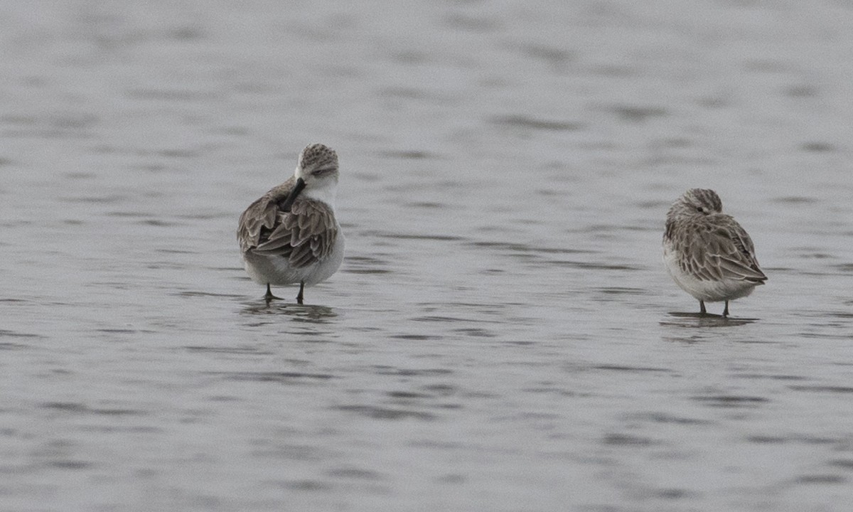 Spoon-billed Sandpiper - ML125764711