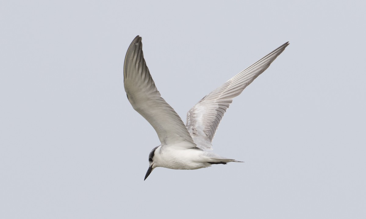 Whiskered Tern - ML125764741