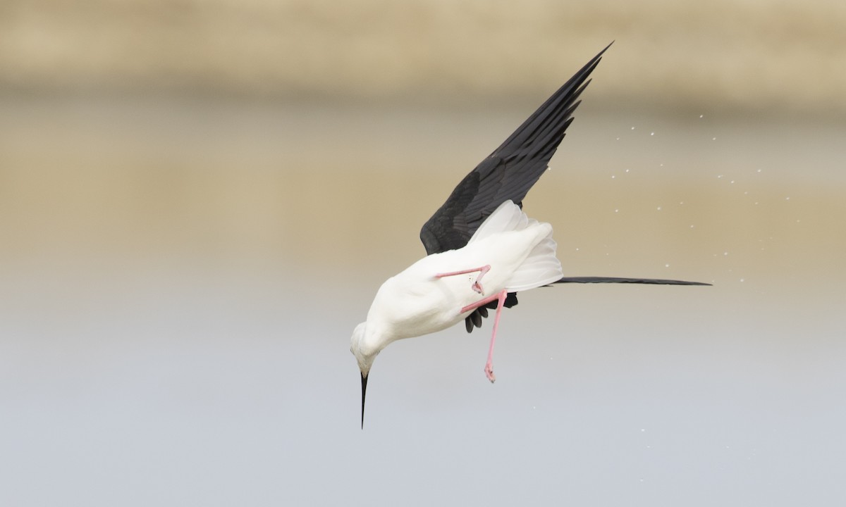 Black-winged Stilt - ML125764861