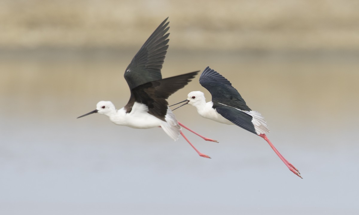 Black-winged Stilt - ML125764871