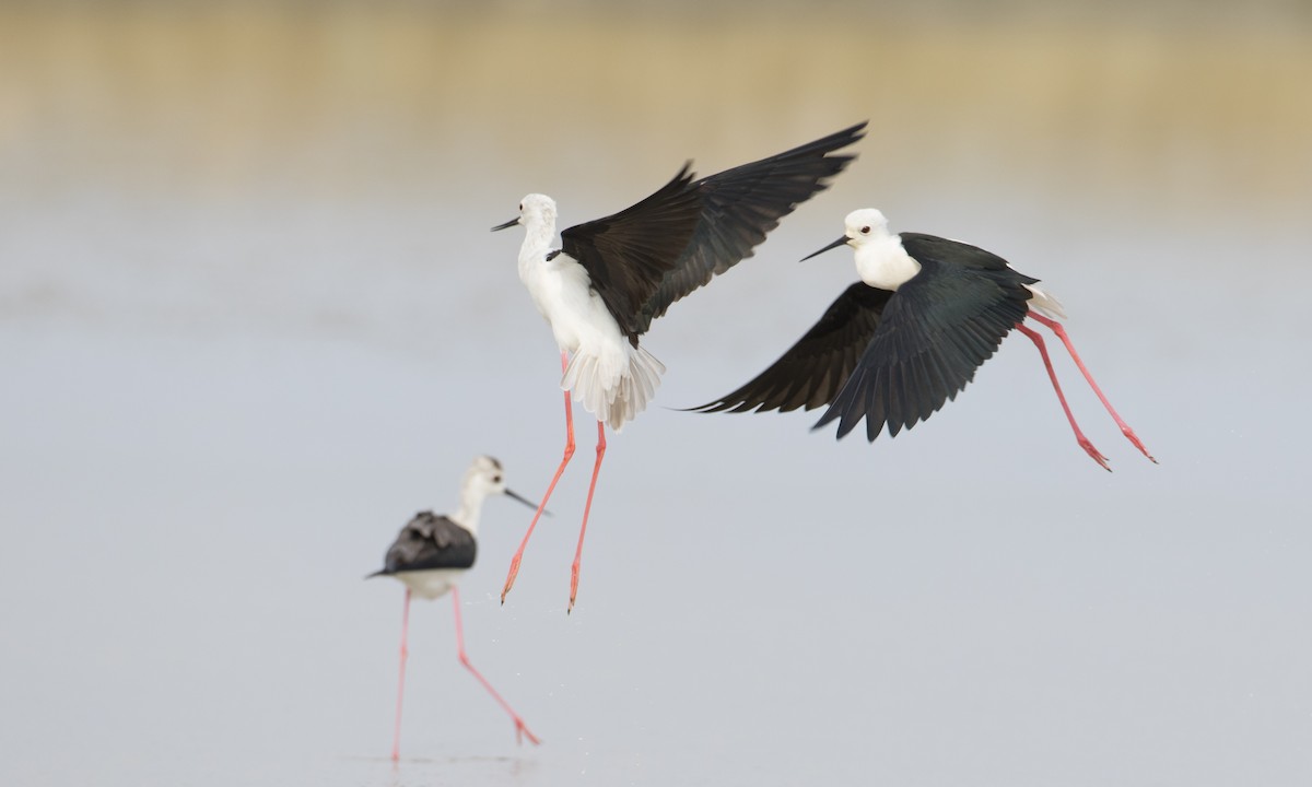 Black-winged Stilt - ML125764931