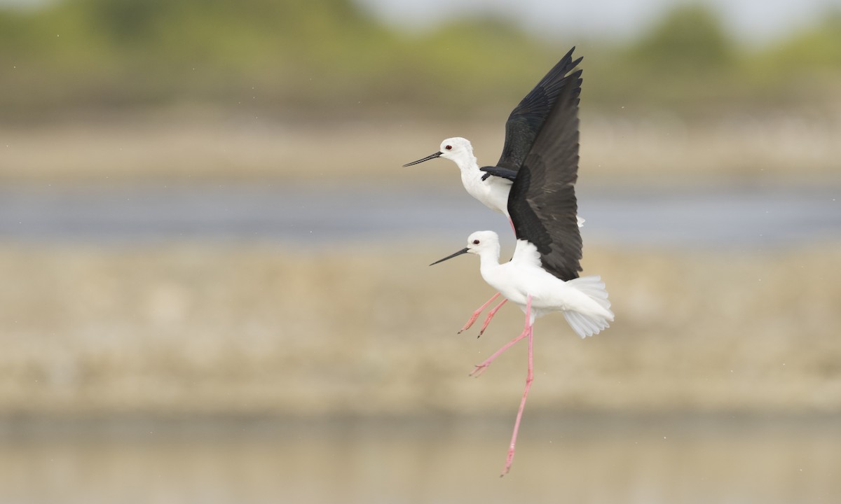 Black-winged Stilt - ML125764951