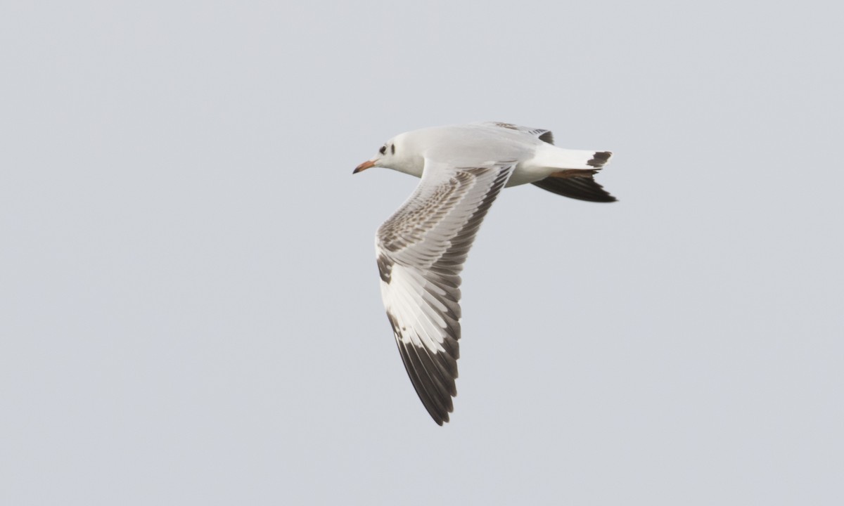 Brown-headed Gull - ML125764981