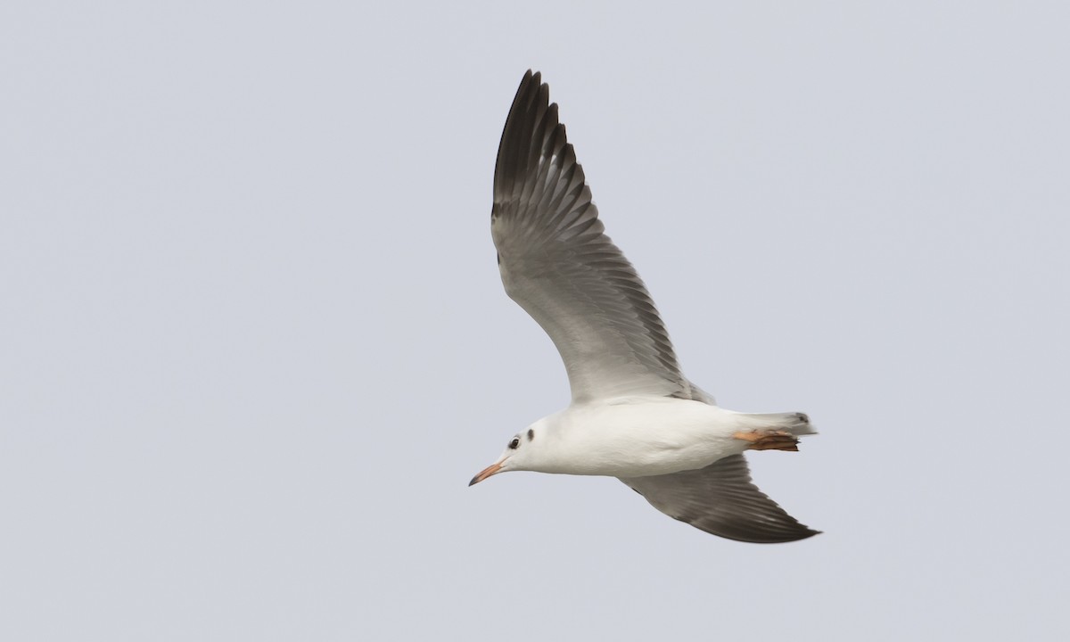 Brown-headed Gull - Brian Sullivan