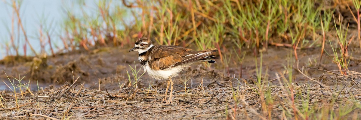 Killdeer - ML125765981