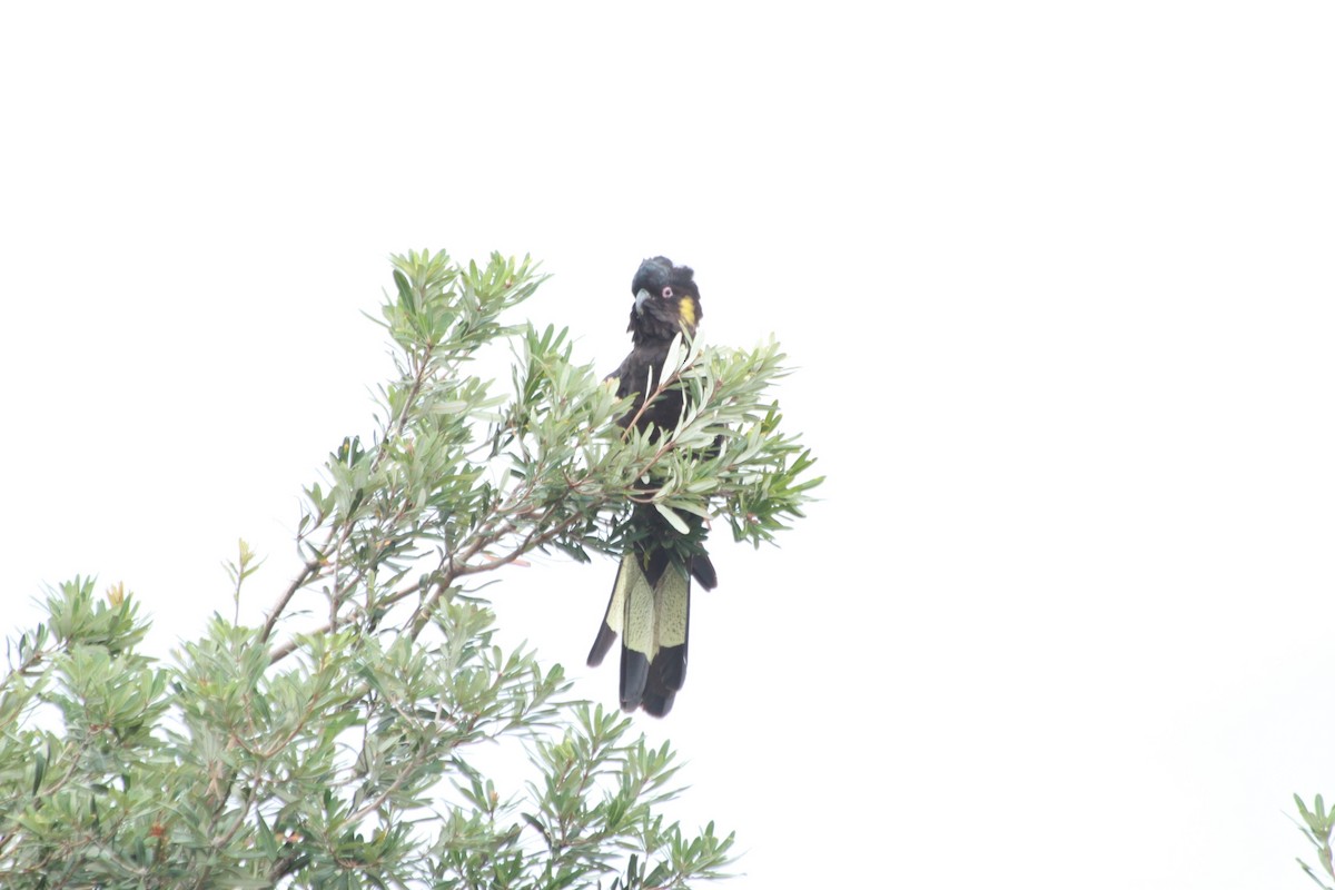 Cacatúa Fúnebre Coliamarilla - ML125768821