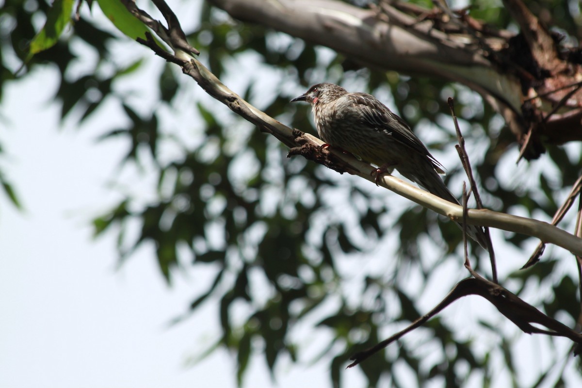 Red Wattlebird - ML125768831