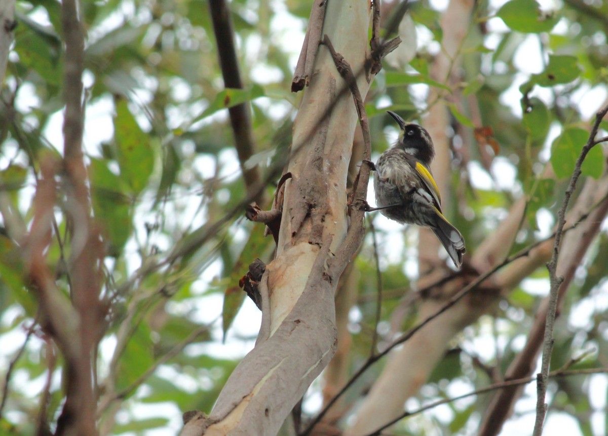 New Holland Honeyeater - ML125768851