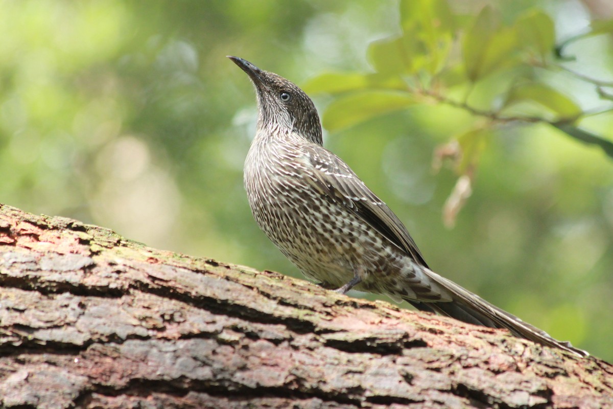 Little Wattlebird - ML125768901