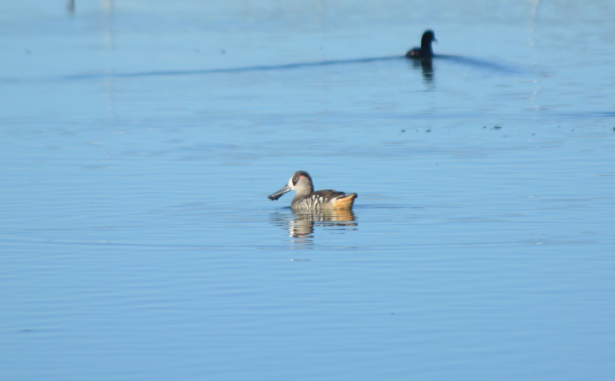 Pink-eared Duck - ML125769161
