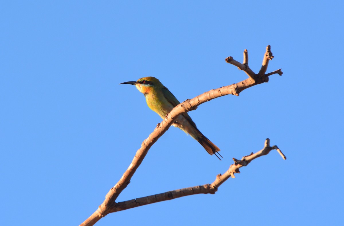 Rainbow Bee-eater - ML125769211
