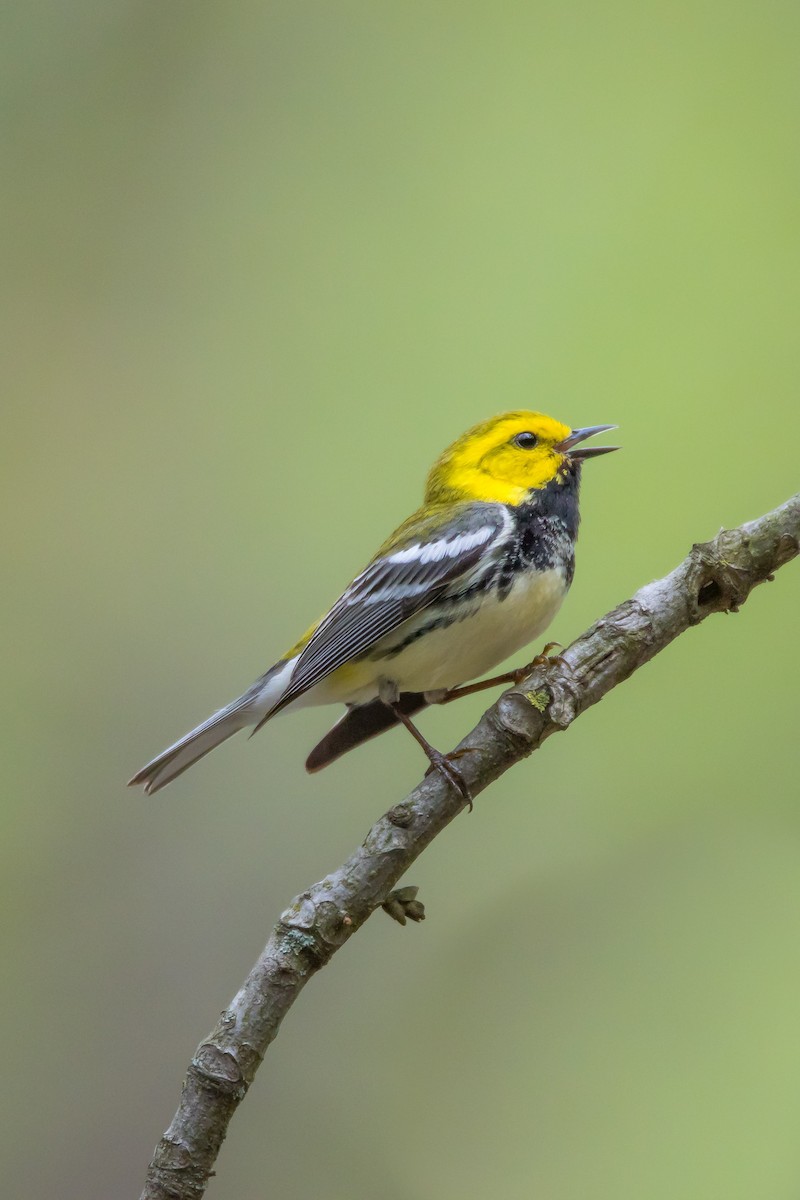Black-throated Green Warbler - David Leonard