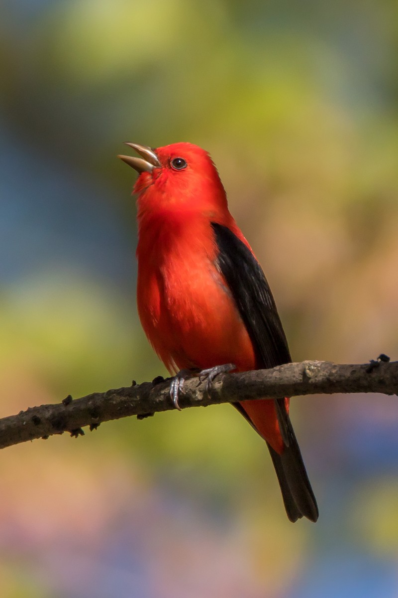 Scarlet Tanager - David Leonard