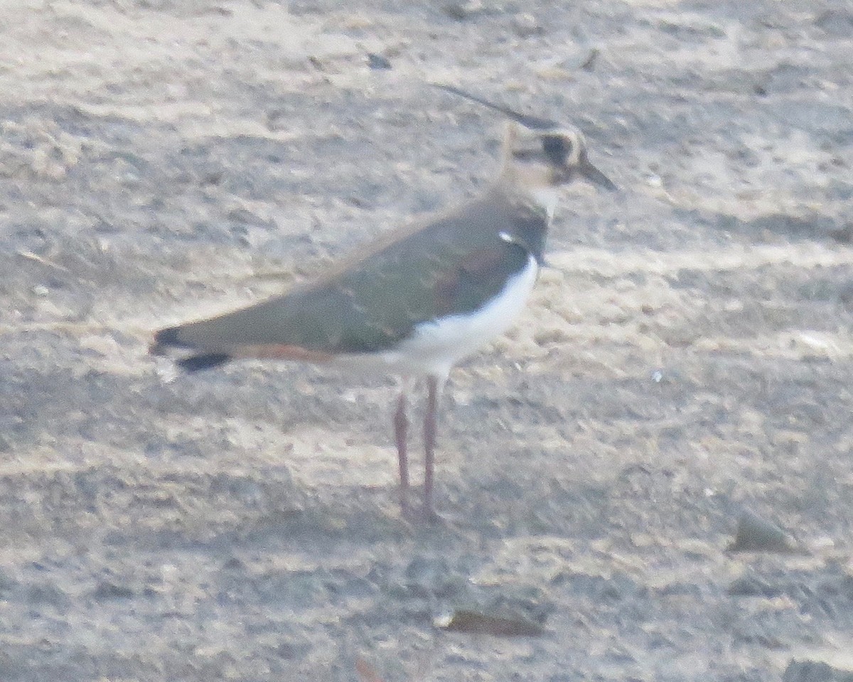 Northern Lapwing - ML125770281