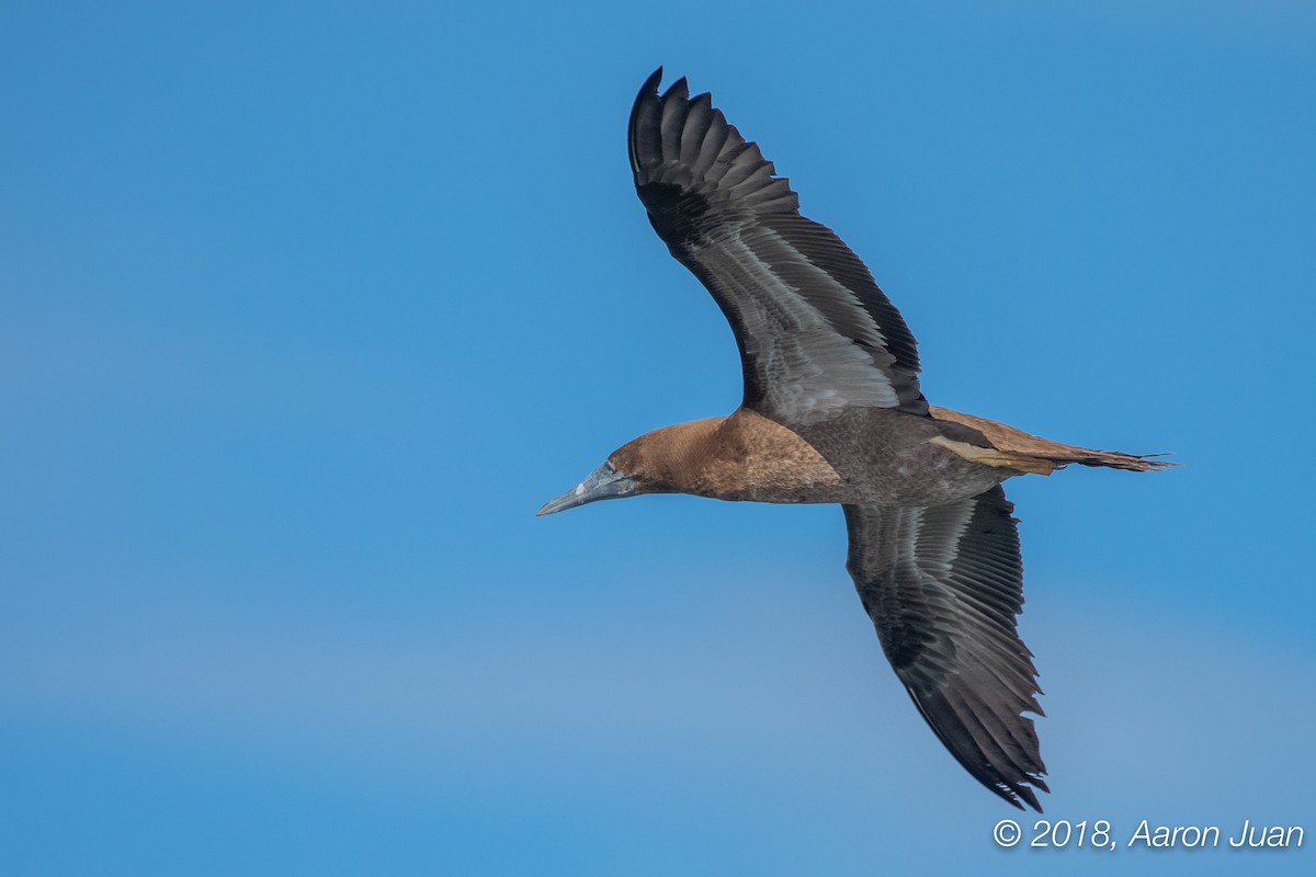 Brown Booby - Aaron Juan