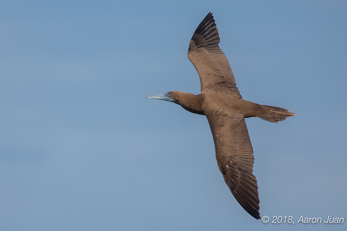 Brown Booby - Aaron Juan