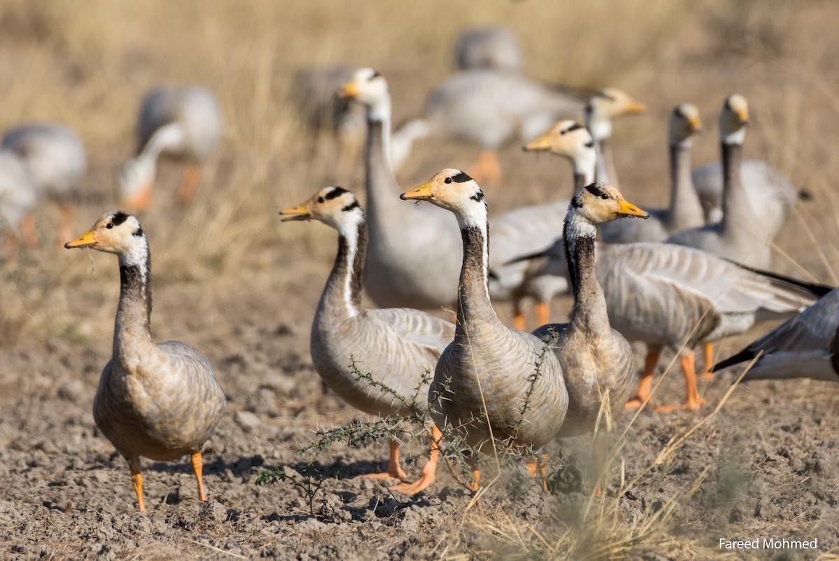 Bar-headed Goose - ML125771171