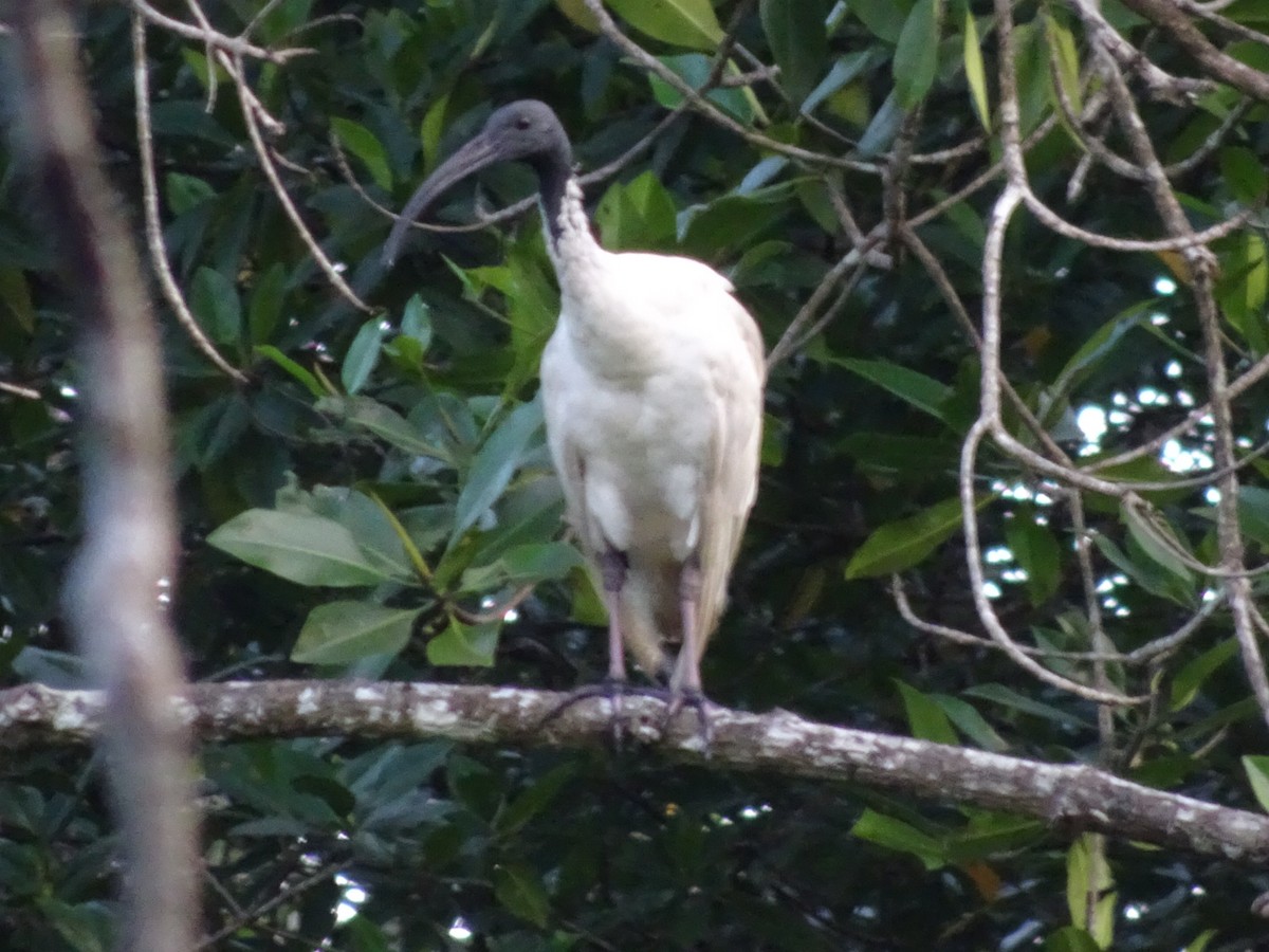 Australian Ibis - ML125771461