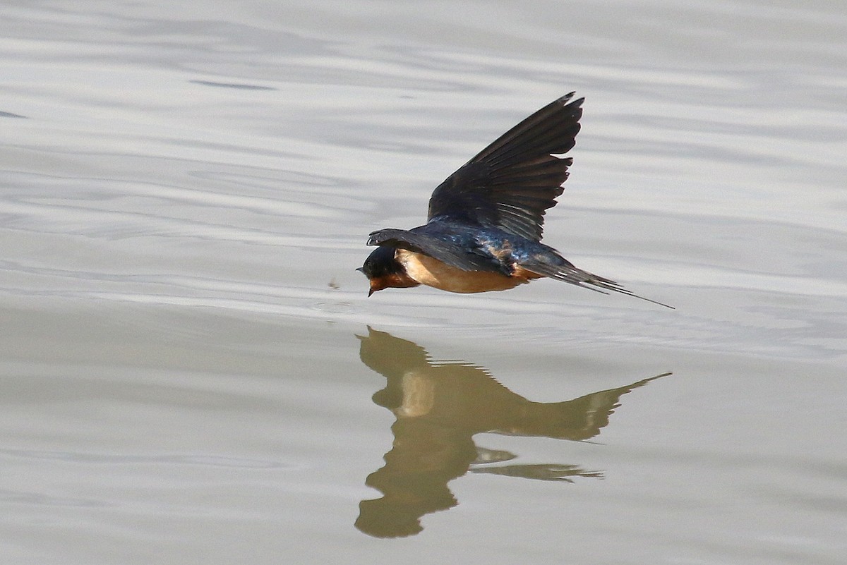 Barn Swallow - Steve Rottenborn